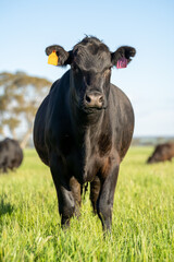 Close up of grass fed cattle.