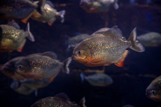a flock of predatory piranhas in a freshwater aquarium, nature danger