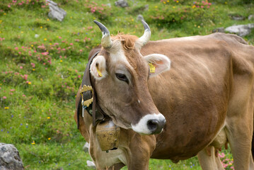 Montafon cattle on alpine meadow in Vorarlberg