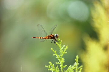 Dragonfly in the nature. Dragonfly in the nature habitat. Beautiful vintage nature scene with dragonfly outdoor