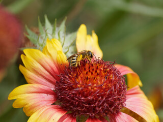 Great banded furrow-bee female (Halictus scabiosae)