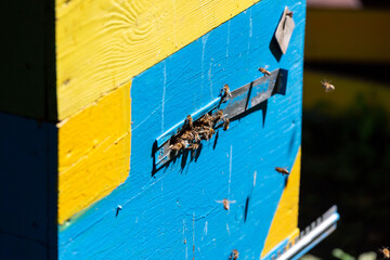 Bees fly into the hive on a sunny day
