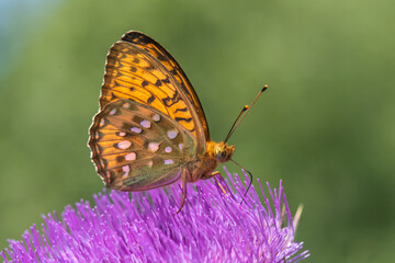 Nymphalidae / Güzel İnci / / Argynnis aglaja