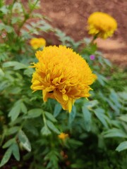 Yellow flower above green leaves blur background