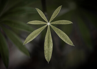 Horizontal photography from above of wild dark green plant with seven leaves arranged symmetrically, on the dark background