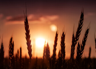 Horizontal landscape photo with a silhouettes of wheat plants on a rural field at dramatic peachy sunset one summer evening