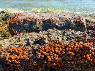 Many ladybugs on the Azov sea in russia. A lot of insects bask on the stone near the sea. Invasion of ladybirds.