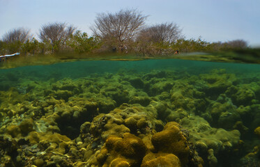 underwater scene , paradise island , caribbean sea , Venezuela