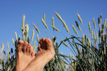 Beautiful view of lying in a field with wheat and a view of the blue sky in summer