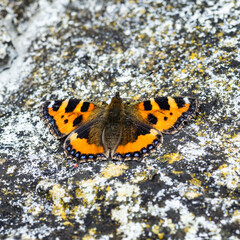 Little Tortoiseshell Butterfly resting on a rock