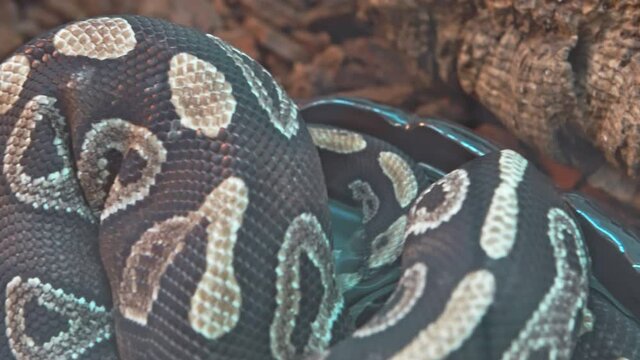 Big python boa constrictor snake moves in a circle in a bath with water.