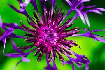 Gros plan sur le centre d'un chardon en pleine floraison estivale