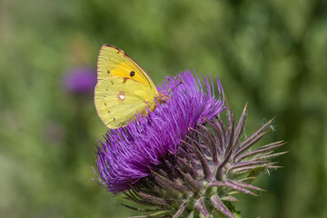 Pieridae / Sarı Azamet / / Colias crocea