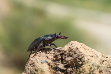 bug on the leaf