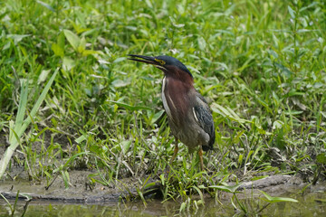 Green heron Juveniles in woods by river bank in bright summer day