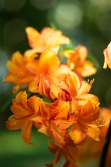 Orange rhododendron flowers in evening light, Cirava, Latvia. 