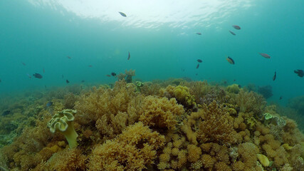 Fototapeta na wymiar Coral reef underwater with fishes and marine life. Coral reef and tropical fish. Philippines.