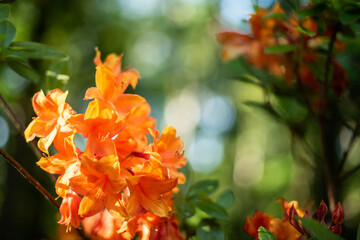 Obraz premium Orange rhododendron flowers in evening light, Cirava, Latvia. 