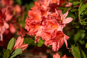 Obraz premium Red rhododendron flowers in evening light, Cirava, Latvia. 