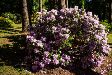 Obraz premium Purple blooming rhododendron bush in evening light, Cirava, Latvia. 