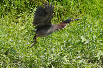 Green heron Juveniles in woods by river bank in bright summer day