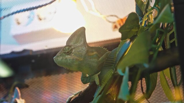 A chameleon sits on a branch and watches what is happening.