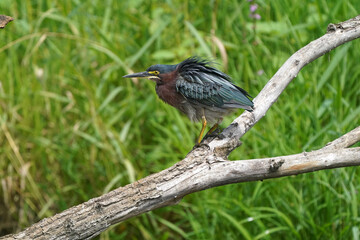 Green heron Juveniles in woods by river bank in bright summer day