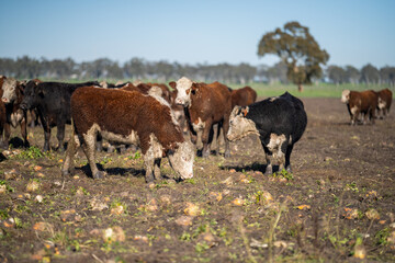 Stud hereford cows and bulls, in Australia