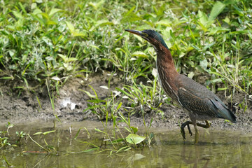Green heron Juveniles in woods by river bank in bright summer day