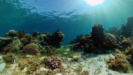 Fototapeta na wymiar Tropical fishes and coral reef underwater. Hard and soft corals, underwater landscape.