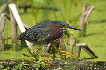 Green heron Juveniles in woods by river bank in bright summer day