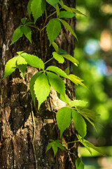 The trunk of the pine and virginia creeper vine in sunny evening, Cirava, Latvia.