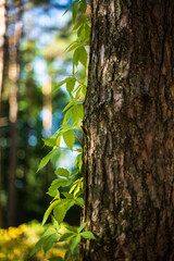 The trunk of the pine and virginia creeper vine in sunny evening, Cirava, Latvia.