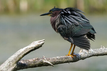 Green heron Juveniles in woods by river bank in bright summer day