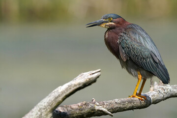 Green heron Juveniles in woods by river bank in bright summer day