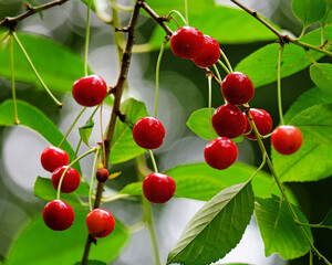 Cherries in the garden