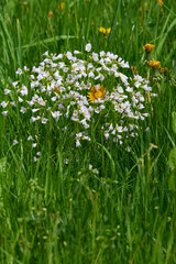 Wiesen-Schaumkraut (Cardamine pratensis)	