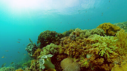 Fototapeta na wymiar Tropical coral reef seascape with fishes, hard and soft corals. Philippines.