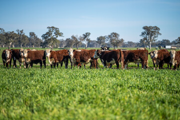 Angus and Murray Grey Cows grazing on green grass