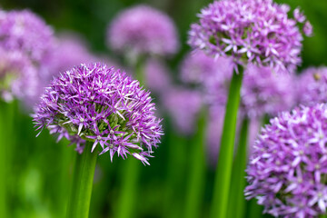 Macro sur un bosque d'allium