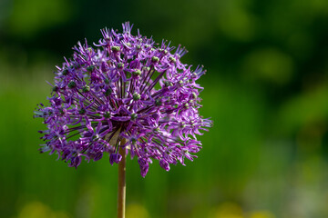 Allium nigrum, violet flowers arranged in the shape of a ball on a long stem.