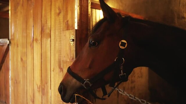 A dark bay horse looking out from the window of the stall. Close-up view of a horse head with bridle strap. Horse stable with rows of windows in the background. 