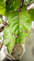 Red and white circle on leaves on Planted Green Malabar Spinach at home garden in Mirpur, Dhaka, Bangladesh. 