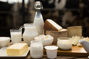 milk, cottage cheese, cream, cheese on table against background of cows