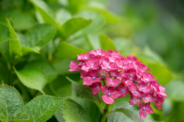 Red hydrangea flower on green background