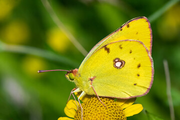 Pieridae / Sarı Azamet / / Colias crocea