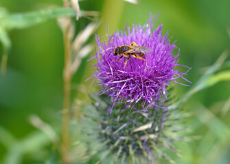 Rotbeinige Furchenbiene // Halictus rubicundus