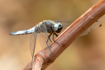 Black-tailed skimmer dragonfly
