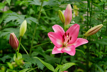 Pink lily blooms