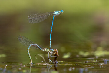 Mating damselfly